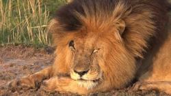 Scarface, Singa Terkenal di Dunia Mati di Usia 14 Tahun