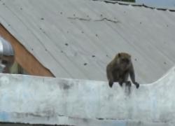 Video Monyet Peliharaan Warga di Medan Lepas, Serang 6 Orang