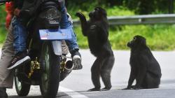Perilaku Kera Hitam Sulawesi Berubah akibat Sering Diberi Makan Pengendara