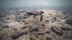 Pelestarian Anak Penyu Sisik di Pulau Sebira