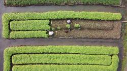 Bercocok Tanam di Lahan Sempit Ibu Kota