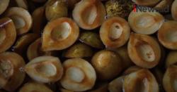 Video Buah Pala, Si Kecil Kaya Manfaat