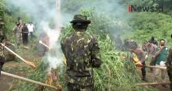 Video 2 Ladang Ganja di Aceh Besar Dimusnahkan BNN