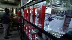 Kontes Ikan Cupang se-Sulawesi