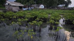 Tanam Pohon Bakau Cegah Abrasi di Ujung Utara Kepulauan Seribu