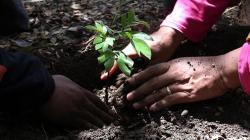 Kurangi Polusi Kota, Aktivis Lingkungan Tanam Pohon Sapu Tangan