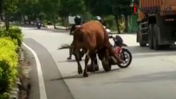 Video Sapi Limosin Seberat 500 Kg Lepas dan Mengamuk di Tuban