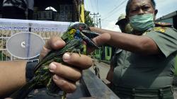 Tim Gabungan Lampung Gagalkan Penyelundupan 458 Burung Tujuan Bekasi<