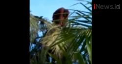 Video Dramatis Evakuasi Orangutan Kelaparan di Pemukiman Warga Pangkalan Bun