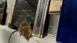 Menara Telekomunikasi Kominfo di Solok Selatan Rusak Digigit Tikus