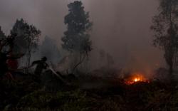 Polda Sumsel Tangani 2 Kasus Pembakar Lahan <