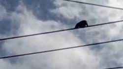 Kukang Liar Bergelantungan di Kabel Listrik Tegangan Tinggi, Penyelamatan Berlangsung Dramatis