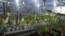 Setelah Laris Diekspor ke 8 Negara, Tanaman Hias Alocasia Sulut Kini Tembus Jerman