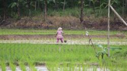 Bak Harry Potter, Petani di Lampung Diminta Siapkan Burung Hantu