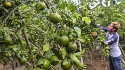 Serunya Wisata Memetik Jeruk di Perkebunan Desa Janggala