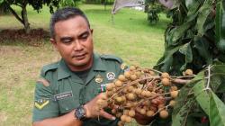 Kisah Inspiratif Serda Mugiyanto, Berhasil Bina 10.000 Petani hingga Dijuluki Jenderal Buah Lengkeng