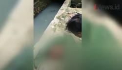 Video Penemuan Jasad Bayi Terbungkus Kantong Plastik di Gorong-Gorong Mampang Jaksel