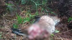 Geger, 2 Kambing Warga Siak Mati Dimakan Harimau