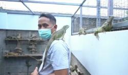 Hobi Pelihara Iguana, Warga Denpasar Ini Raup Puluhan Juta Rupiah