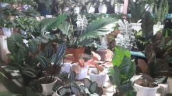 Kota Tomohon, Sentra Tanaman Hias Berkualitas di Sulut 