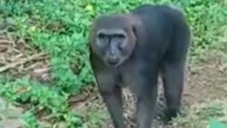 Curi Telur di Rumah Warga, Kera Hitam di Borimasunggu Maros Serang Anak-Anak