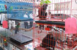 Menyamar Jadi Pembeli, Polda DIY Tangkap 2 Pedagang Satwa Langka