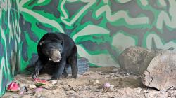 Beruang Madu Terjerat di Ladang Warga Solok Selatan, Kaki Kiri Terluka