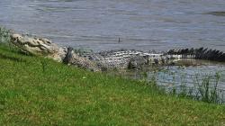 Buaya Berkalung Ban Kembali Muncul, Tubuhnya Semakin Besar