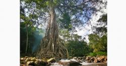 Terpikat Keunikan Akar Seribu di Mojokerto Berusia Ratusan Tahun