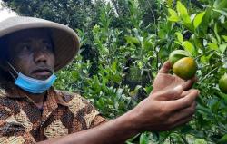 Petani Bantul Sukses Budidaya Jeruk Siam di Lahan Pesisir