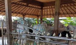  Jenazah Ki Manteb Dimakamkan oleh Petugas Satgas Covid-19 Berpakaian APD Lengkap