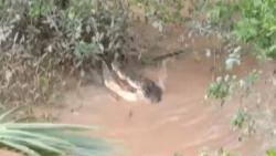 Penampakan Buaya Besar Makan Biawak di Pinggir Sungai Jadi Tontonan Warga