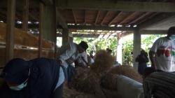 Puluhan Peternak di Aceh Diajarkan Ubah Limbah Jerami Jadi Pakan Hewan