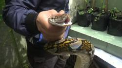 Kelaparan, Piton Sepanjang 2,5 Meter Masuk Permukiman Warga Palangka Raya