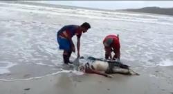 Mayat Tanpa Identitas Ditemukan Terdampar di Tanimbar, Sudah Jadi Tengkorak