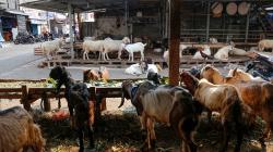 Terdampak PPKM Darurat, Pasar Kambing Tanah Abang Sepi Pembeli