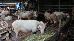 Tepergok Mencuri Kambing, Warga Gunungkidul Nyaris Dihajar Massa