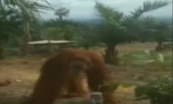 Video Orangutan Masuk Perkebunan Sawit di Riau Berhasil Dievakuasi