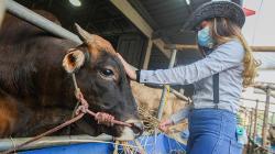 Awas Gagal Fokus, Beli Hewan Kurban di Tempat Ini Dilayani Perempuan Cantik