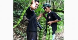 Viral Petai Raksasa Langka, Tersembunyi di Hutan Lindung Banjarnegara
