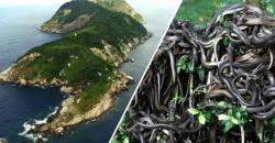 5 Tempat Misterius dan Berbahaya di Dunia, Nomor 3 Ada Pulau Ular yang Bikin Merinding