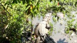 Video Buaya Terjerat Jala Pencari Ikan di Sungai Sadar Mojokerto