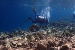 Metode Bioreeftek, Desa Kabalutan Budi Daya Terumbu Karang Gunakan Tempurung Kelapa