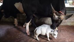 Lucu, Sapi Mungil Ini Hanya Setinggi 51 Sentimeter