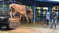 Pastikan Daging Aman, Pemkab PPU Awasi 351 Lokasi Pemotongan Hewan Kurban