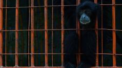 Kebun Binatang Madiun Terdampak PPKM Darurat