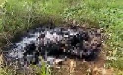 Jasad Hangus Misterius Ditemukan di Cisauk, Polisi Periksa 3 Saksi