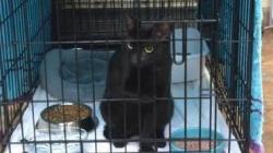 Ajaib, 2 Minggu Tertimbun Puing Bangunan 12 Lantai, Kucing Ini Selamat