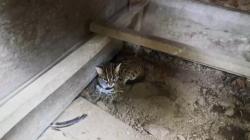 Warga Pasaman Gigit Jari, Ayam Kesayangannya Mati Dimakan Kucing Kuwuk