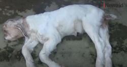 Video Aneh, Anak Kambing Berkepala Mirip Monyet di Pacitan